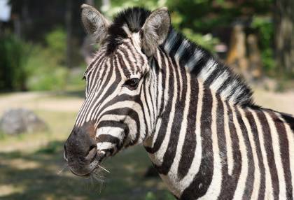 Budgetvriendelijk naar de dierentuin als alleenstaande ouder